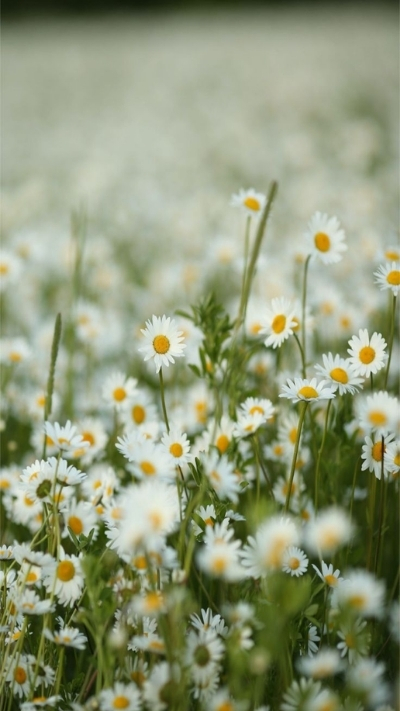 Hình nền hoa cúc họa mi mộc mạc