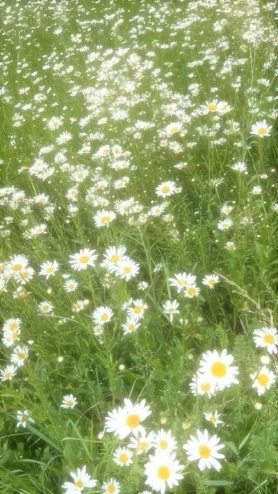 Hình nền hoa cúc họa mi rực rỡ