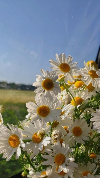 Hình nền hoa cúc họa mi thơ mộng