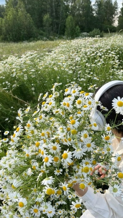 Hình nền hoa cúc họa mi tinh khôi