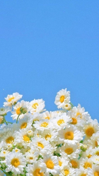 Hình nền hoa cúc họa mi trắng tinh khôi