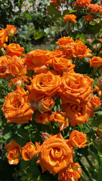 Hình nền hoa hồng cam