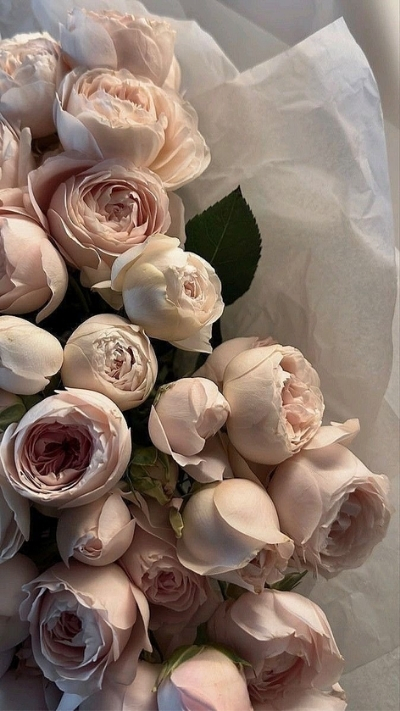 Hình nền hoa hồng cute