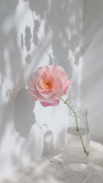 Hình nền hoa hồng đẹp nhất thế giới