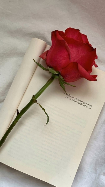 Hình nền hoa hồng đỏ với sách