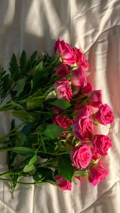 Hình nền hoa hồng màu hồng tím