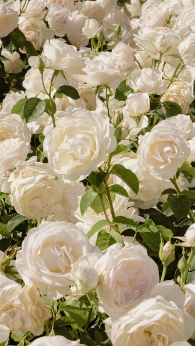 Hình nền hoa hồng trắng dưới nắng