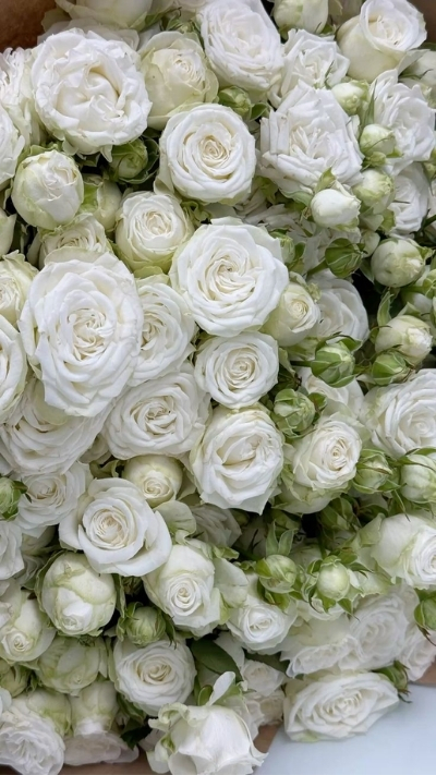 Hình nền hoa hồng trắng tinh khôi