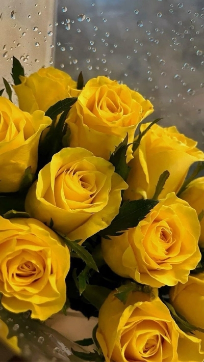 Hình nền hoa hồng vàng