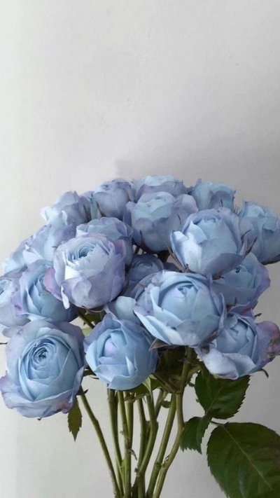 Hình nền hoa hồng xanh xinh đẹp