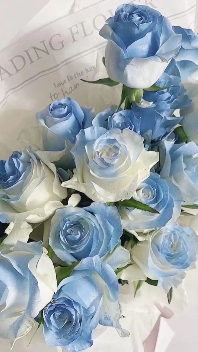 Hình nền hoa hồng xanh