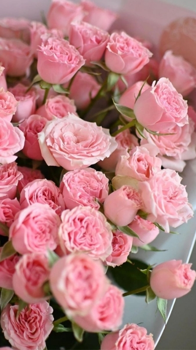 Hình nền hoa hồng xinh xắn