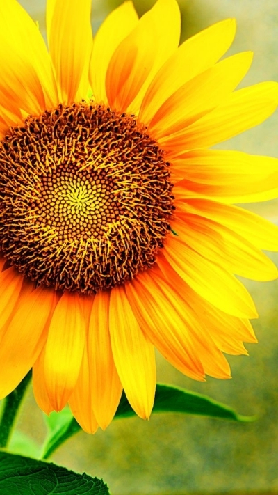 Hình nền hoa hướng dương 4K sắc nét