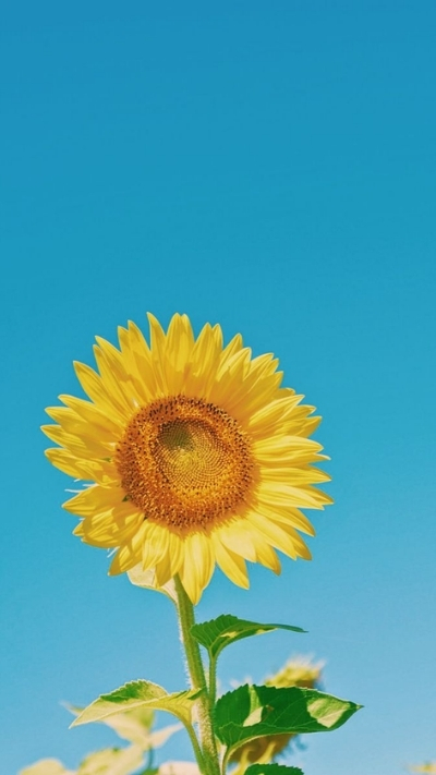 Hình nền hoa hướng dương 4K