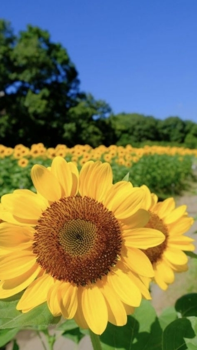 Hình nền hoa hướng dương cận cảnh