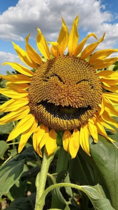 Hình nền hoa hướng dương cười