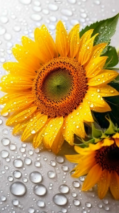 Hình nền hoa hướng dương đọng nước rõ nét