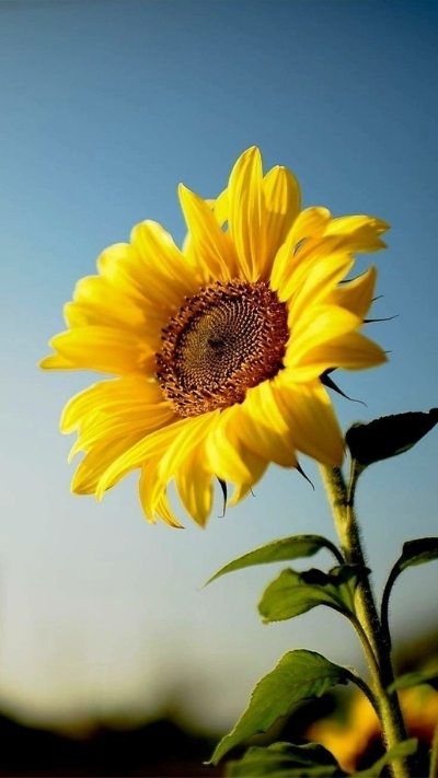 Hình nền hoa hướng dương dưới ánh mặt trời