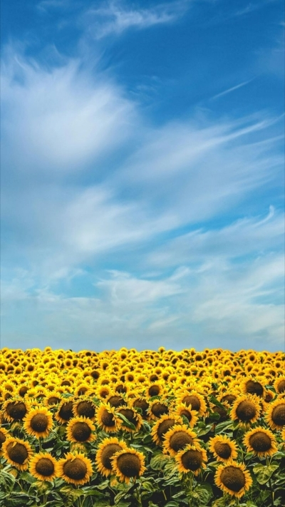 Hình nền hoa hướng dương dưới bầu trời