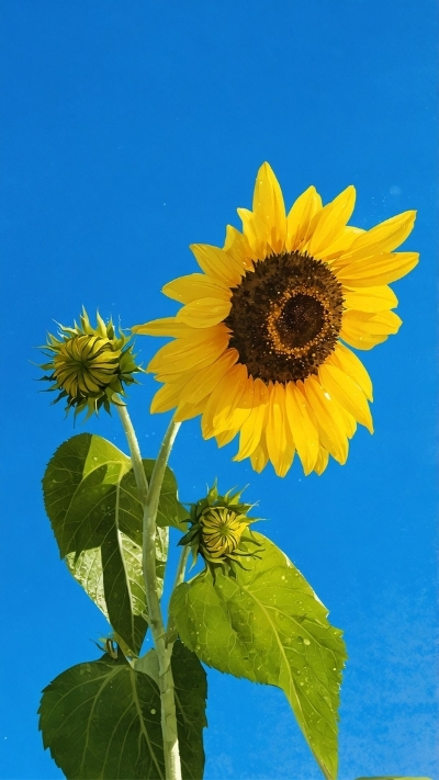 Hình nền hoa hướng dương Full HD