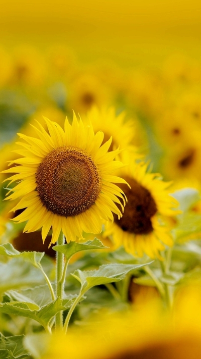 Hình nền hoa hướng dương rõ nét