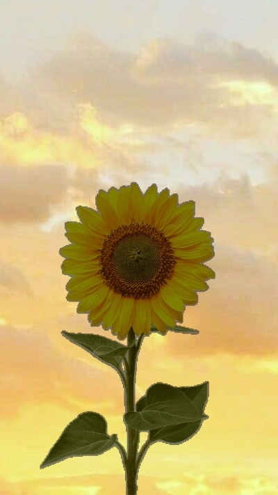 Hình nền hoa hướng dương thơ mộng