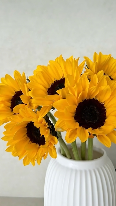 Hình nền hoa hướng dương vàng rực