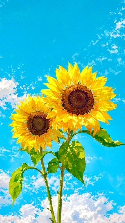 Hình nền hoa hướng dương vẽ tay