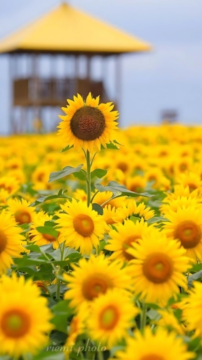 Hình nền hoa hướng dương vươn cao