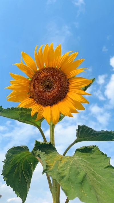 Hình nền hoa hướng dương xinh