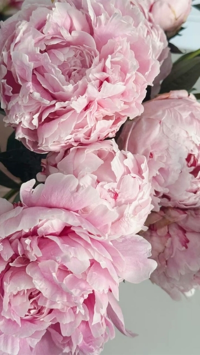 Hình nền hoa mẫu đơn chi tiết