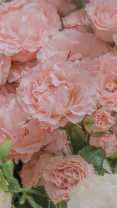 Hình nền hoa mẫu đơn hồng cam đẹp