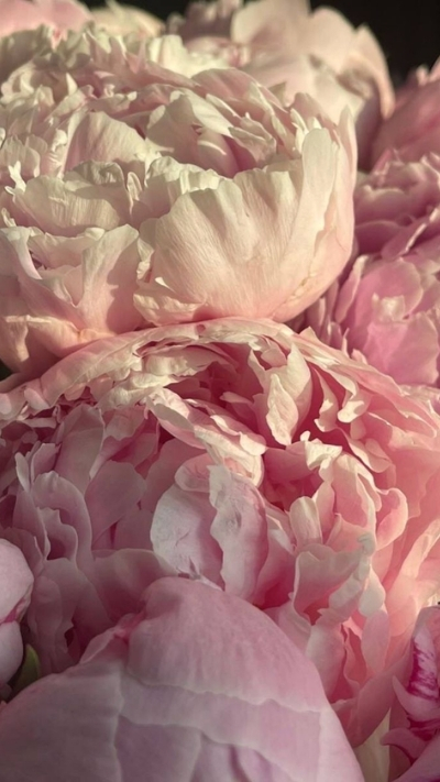 Hình nền hoa mẫu đơn hồng nhẹ nhàng