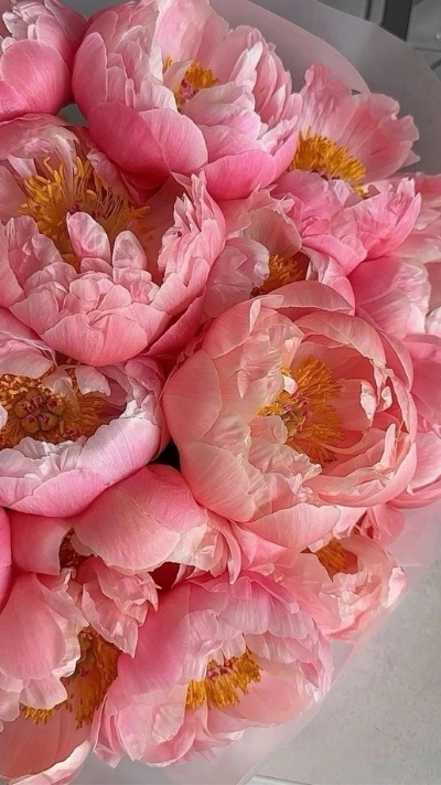 Hình nền hoa mẫu đơn hồng xinh xắn