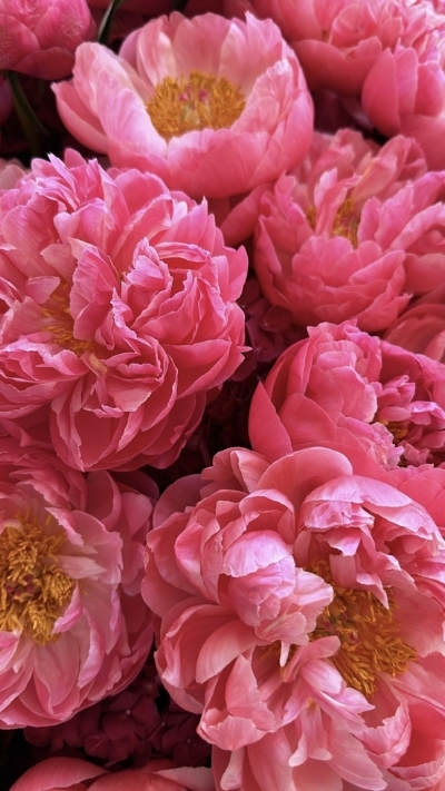 Hình nền hoa mẫu đơn hồng