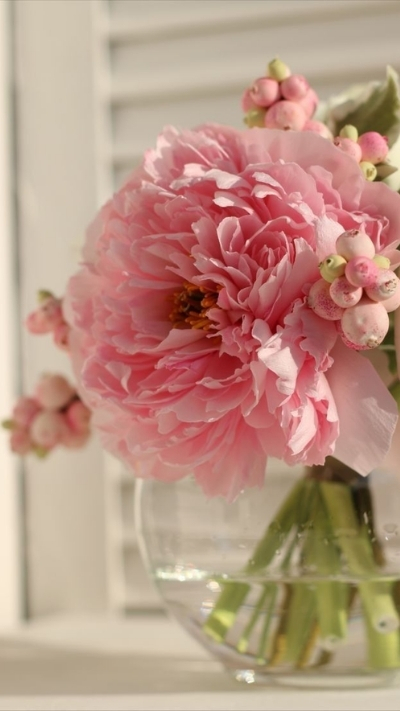 Hình nền hoa mẫu đơn hồng