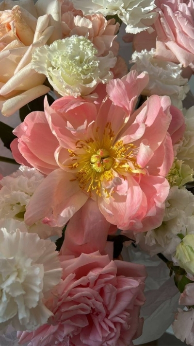 Hình nền hoa mẫu đơn màu hồng và trắng