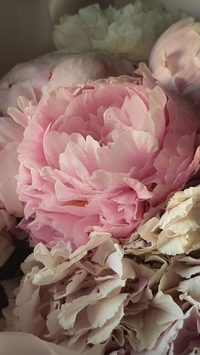 Hình nền hoa mẫu đơn màu hồng