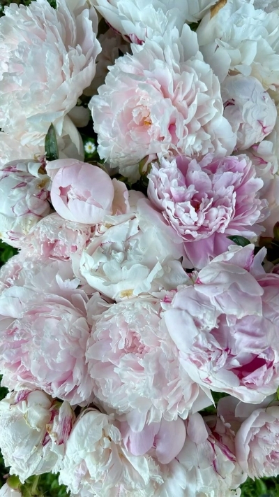 Hình nền hoa mẫu đơn màu trắng và tím