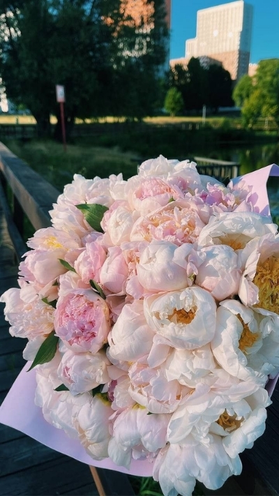 Hình nền hoa mẫu đơn mềm mại