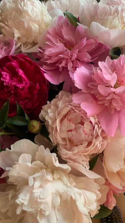 Hình nền hoa mẫu đơn nhiều màu