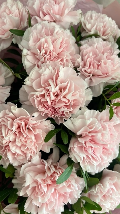 Hình nền hoa mẫu đơn thu hút tình duyên