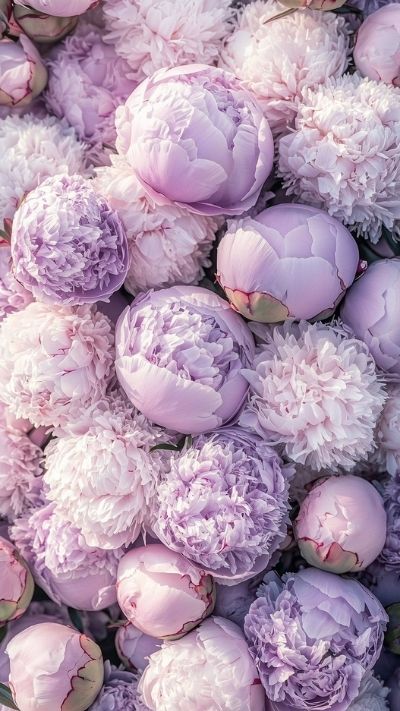 hình nền hoa mẫu đơn tím cute