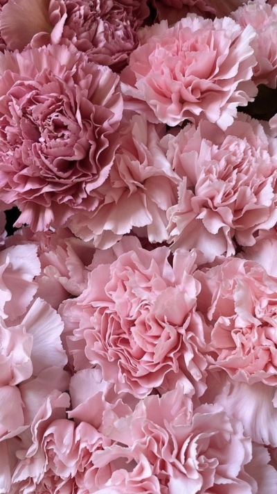 Hình nền hoa mẫu đơn tím nhạt