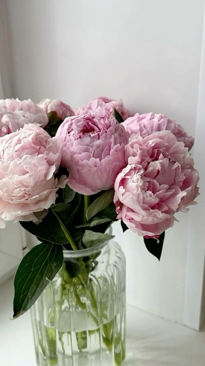 Hình nền hoa mẫu đơn tím nhạt