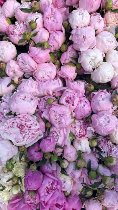 Hình nền hoa mẫu đơn tím