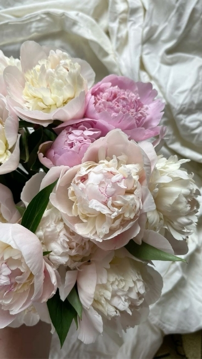 Hình nền hoa mẫu đơn trắng xinh xẻo