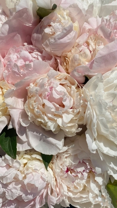 Hình nền hoa mẫu đơn trắng