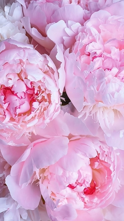 Hình nền hoa mẫu đơn