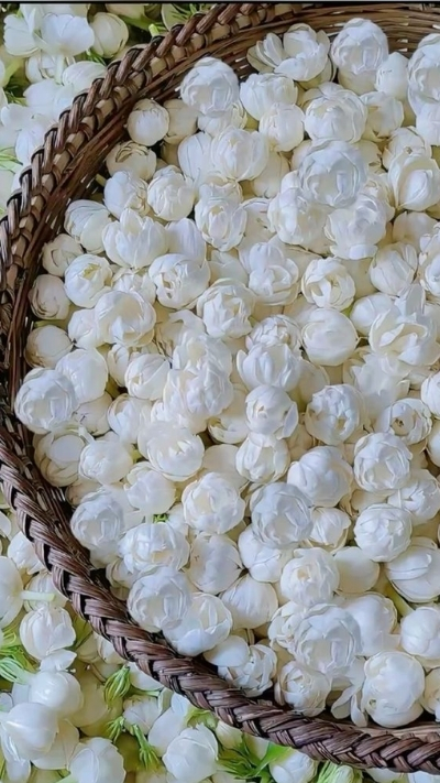 Hình nền hoa nhài búp